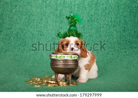 St Patrick's Day theme Cavalier King Charles Spaniel puppy with shamrock green hat sitting next to three legged gold pot filled with fake gold coins on green background
