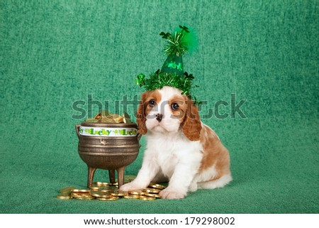 St Patrick\'s Day theme Cavalier King Charles Spaniel puppy with shamrock green hat sitting next to three legged gold pot filled with fake gold coins on green background