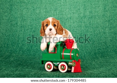 Cavalier King Charles Spaniel puppy with toy locomotive on green background