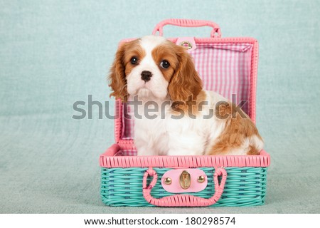 Cavalier King Charles Spaniel puppy sitting inside pink and green wicker basket on light green background