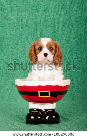 Cavalier King Charles Spaniel puppy sitting inside Santa pants and boots Christmas bowl on green background
