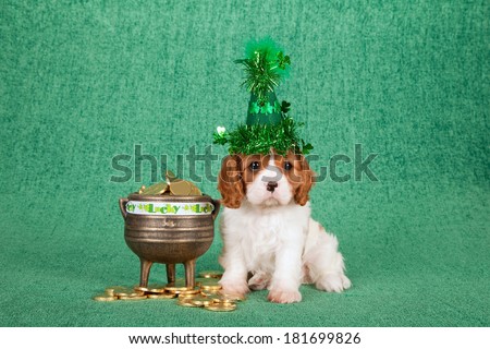 St Patrick Day Cavalier King Charles puppy with green sparkle hat, black pot filled with toy gold coins on green background