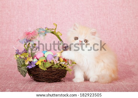 Easter Persian kitten with floral Easter egg nest basket on pink background