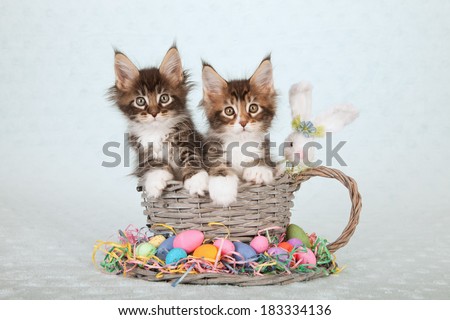 Easter theme Maine Coon kitten sitting in large  woven cup and saucer with Easter eggs and fluffy Easter bunny on light blue green background