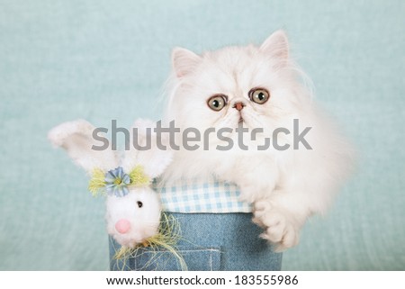 Easter theme Silver Chinchilla kitten in denim tube container with fluffy Easter bunny on light blue green background