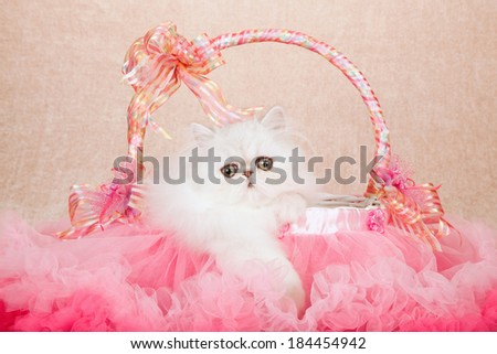 Silver Chinchilla kitten sitting inside pink tulle tutu basket with ribbons and bows on beige background