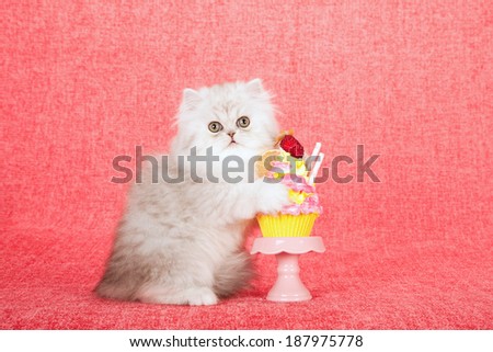 Silver Chinchilla kitten with faux cupcake parfait on pink cupcake stand on bright pink background