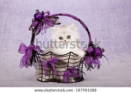 Silver Chinchilla kitten sitting inside metal spider web basket with purple bows and black spider decorations on lilac light purple background