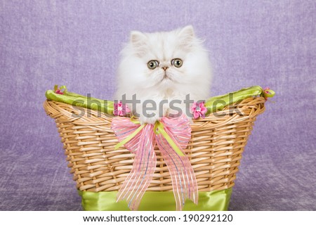 Silver Chinchilla kitten sitting inside basket decorated with pink and mint green ribbons and bows on light purple lilac background