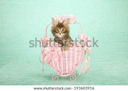 Valentine theme Maine Coon kitten sitting inside pink heart shaped basket decorated with pink bows and ribbons on mint green background
