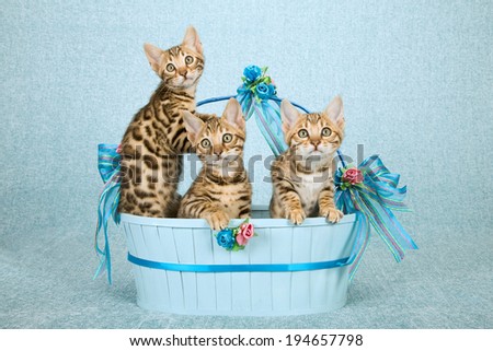 Bengal kittens sitting inside blue basket decorated with bows and ribbons on pale blue background