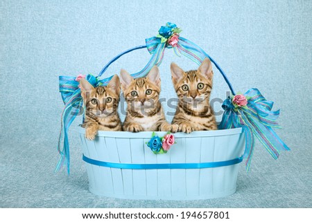 Bengal kittens sitting inside blue basket decorated with bows and ribbons on pale blue background