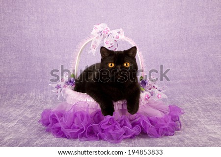 Adult black Exotic cat sitting inside purple tulle tutu basket on light purple background