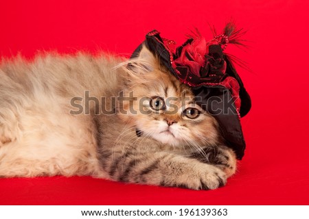 Cute and pretty black and white cat, wearing purple and black hat, posed on black and white polka dot background