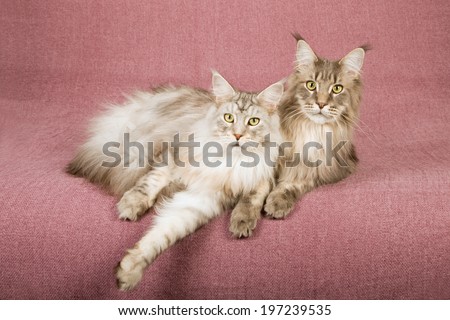 Maine Coon cats lying down on mauve dusty pink background