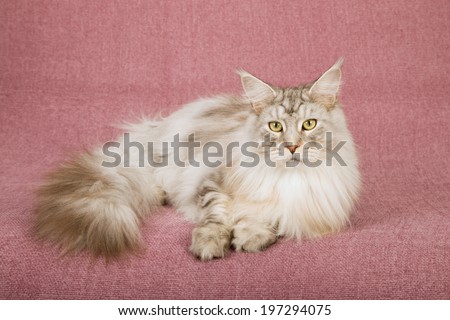 Adult Maine Coon lying down on dusty pink mauve background