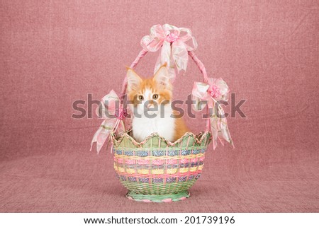 Maine Coon kitten sitting inside beautiful multi coloured basket decorated with pink ribbons on mauve pink background