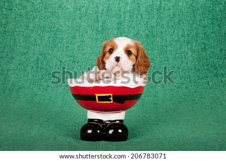 Christmas theme Cavalier puppy sitting in Santa pants and boots shaped bowl on green background