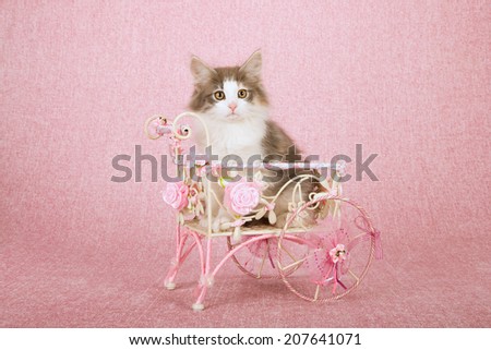 Norwegian Forest cat kitten sitting inside white metal cart decorated with pink floral ribbon and flowers on pink background