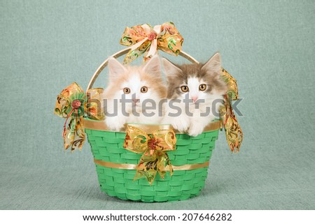 Norwegian Forest Cat kittens sitting inside green basket decorated with ribbons and bows on light blue green background