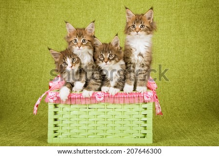 Four Maine Coon kittens sitting inside green storage basket decorate with pink Valentine heart ribbons and bows on green background