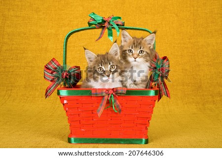 Maine Coon kittens sitting inside red Christmas basket decorated with ribbons and bows on gold background