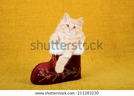 Siberian Forest Cat kitten sitting inside vintage flocked Christmas Santa boot on gold background