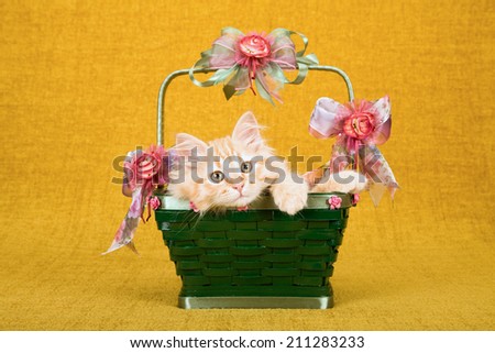 Siberian Forest Cat kitten sitting inside beautiful green basket decorated with bows and ribbons