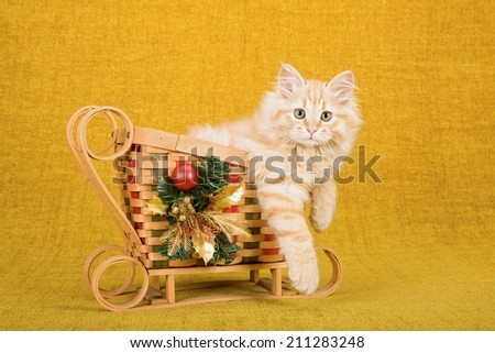 Christmas related image of a Siberian Forest Cat kitten sitting inside bamboo Christmas sleigh sled on gold background