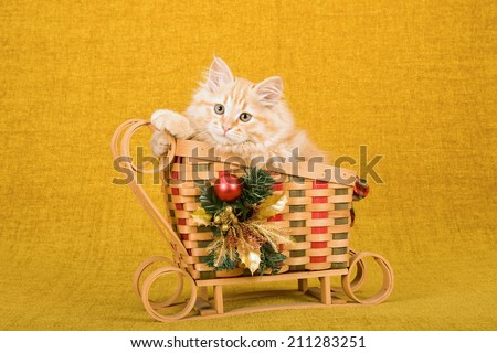Christmas related image of a Siberian Forest Cat kitten sitting inside bamboo Christmas sleigh sled on gold background