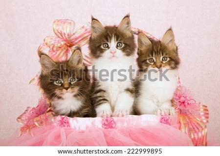 Three Maine Coon kittens sitting inside pink tutu decorated basket on pink background