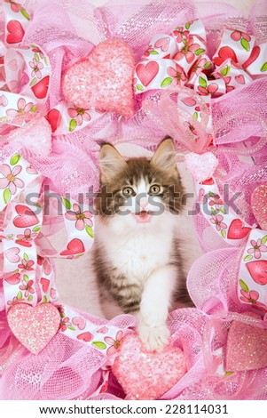 Laughing smiling talking Valentine Maine Coon kitten peeping from behind pink wreath on pink background