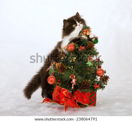 Christmas black and white Persian kitten hugging holding onto small Christmas tree on white fake faux fur background