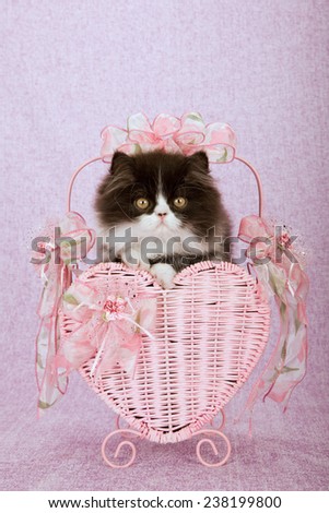 Valentine Persian kitten sitting inside pink heart shape Valentine basket on pink lilac background