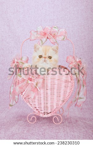 Valentine Exotic kitten sitting inside pink heart shape basket on pink background