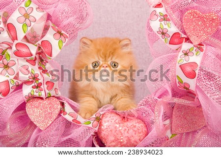 Valentine Persian kitten sitting inside pink Valentine wreath on pink background