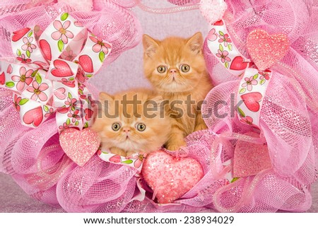 Valentine Exotic kittens sitting inside pink Valentine wreath on pink background
