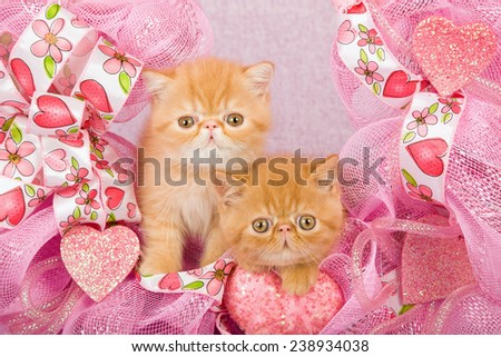 Valentine Persian kitten and Exotic kitten sitting inside pink Valentine wreath on pink background