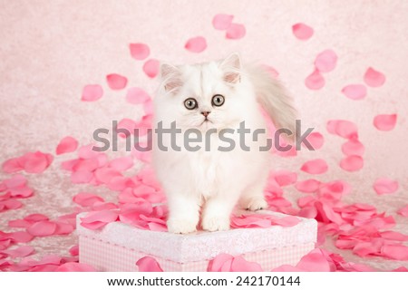 Valentine Chinchilla kitten standing on pink gift box with silk pink rose petals on light pink background