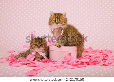 Valentine Golden Chinchilla Persian kittens with light pink gift box and pink silk rose petals on light pink background