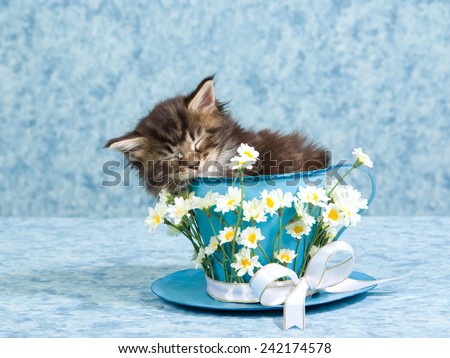 Sleeping Maine Coon kitten sitting inside blue cup and saucer decorated with white daisy flowers and ribbons bows on light blue background