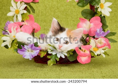 Norwegian Forest Cat kittens sitting inside Spring basket decorated with silk flowers on lime green background