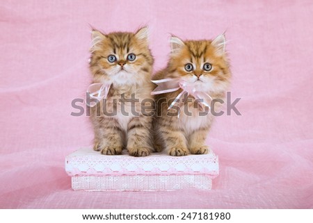 Two Golden Chinchilla Persian kittens wearing pink ribbon bows sitting on pink gift box on pink background