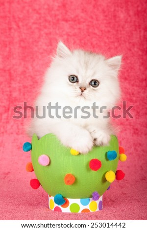 Easter silver chinchilla kitten sitting inside large green easter egg on bright pink background