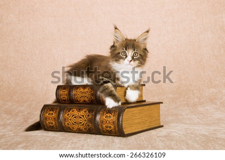 Maine Coon kitten lying on leather bound books against beige background
