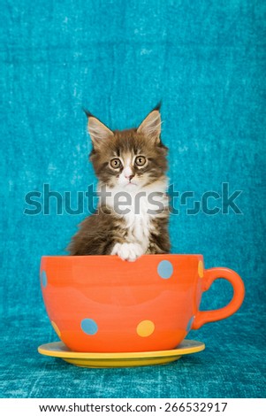 Maine Coon kitten sitting inside polka dot large cup with saucer on blue background