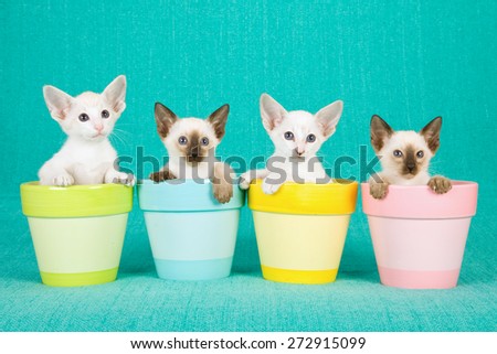 Oriental and Siamese kittens sitting inside pastel pots on blue background