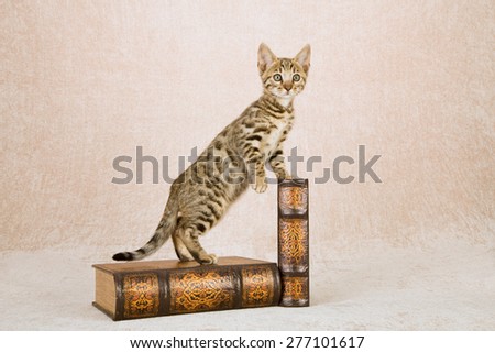 Bengal kitten standing on large leather bound leather books on beige background