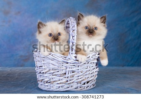 Two Seal Mitted Ragdoll kittens sitting inside lilac blue basket on blue background