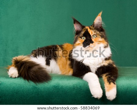 Similar – Foto Bild calico maine coon Katze mit Kätzchen versteckt unter flauschigen Fell